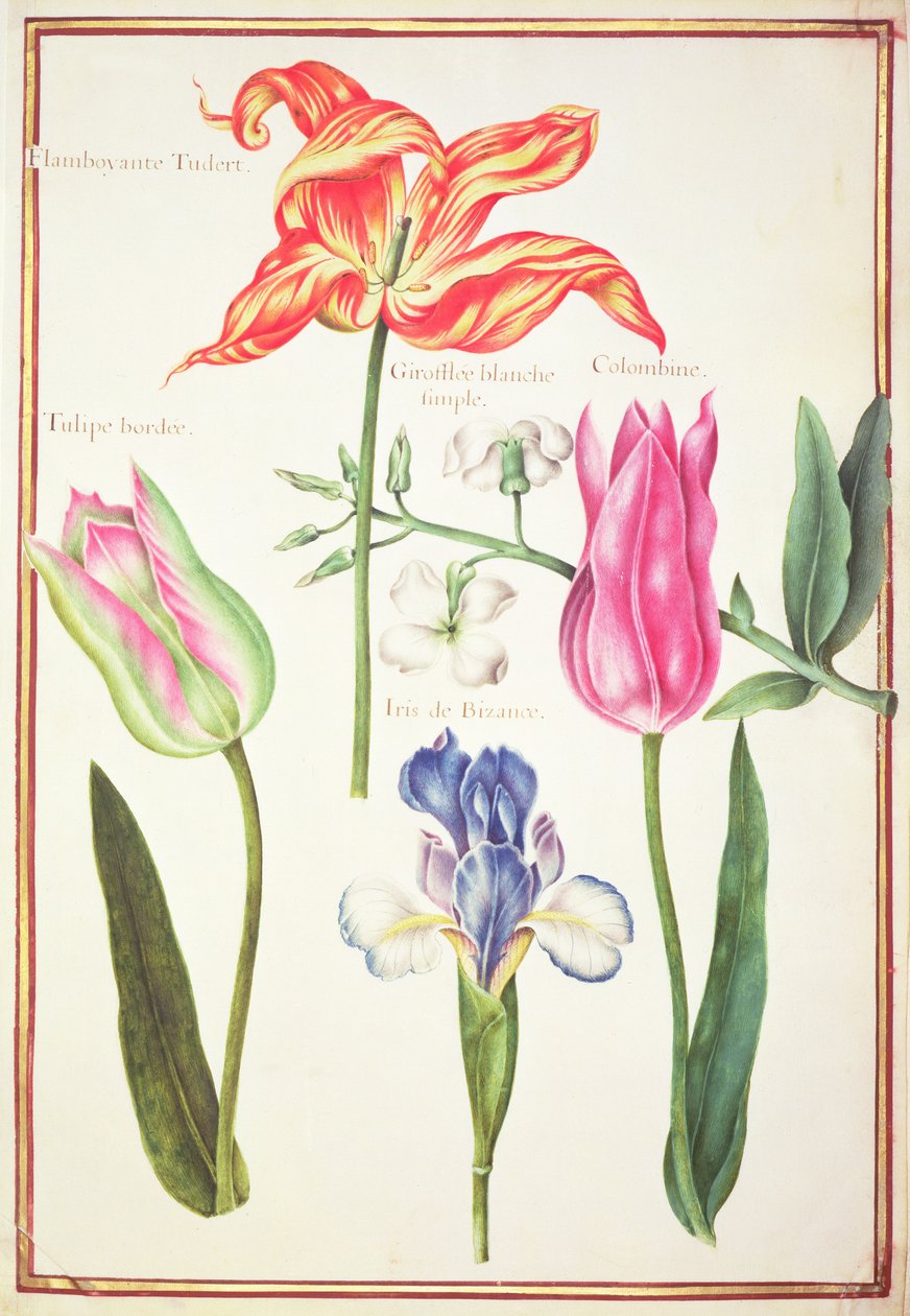 PD.109-1973.f35 Blomsterstudier: Tulpaner och blå iris (wc på pergament) av Nicolas Robert