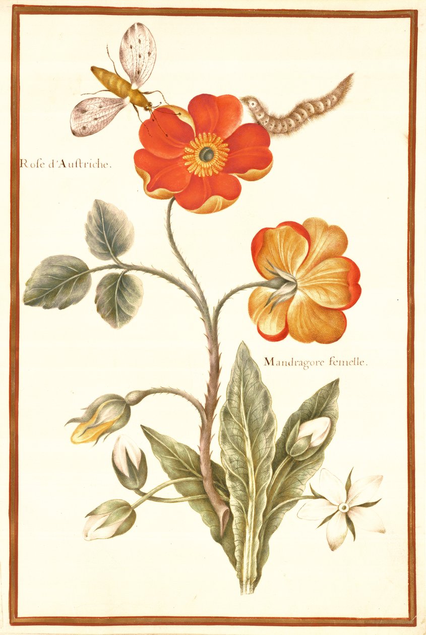PD.109-1973.f.50 Österrikisk Briar Rose och Mandragora (wc och gouache på veläng) av Nicolas Robert