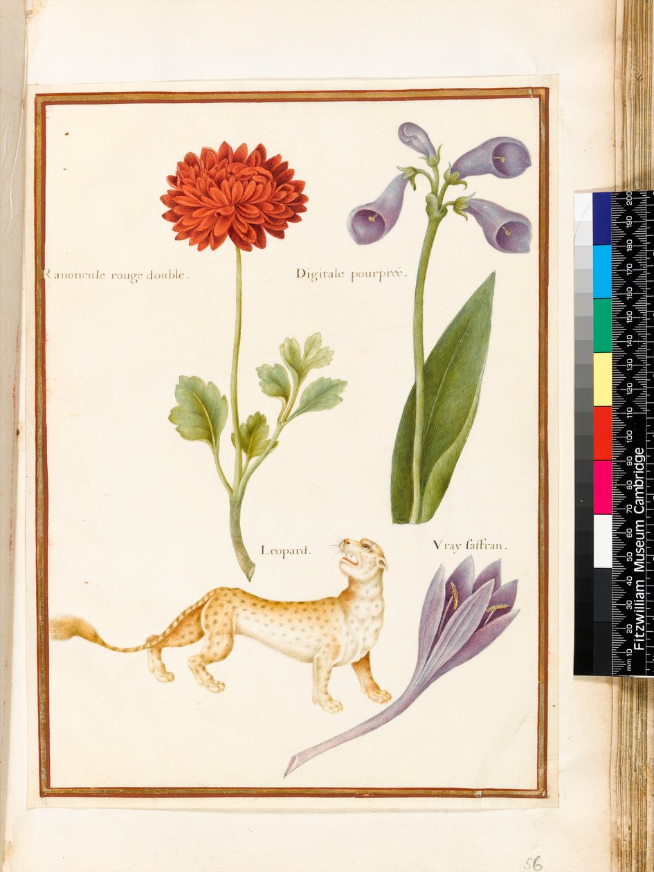 Ranunkel, Foxglove, Ängsaffran och en leopard (wc & gouache på veläng) av Nicolas Robert