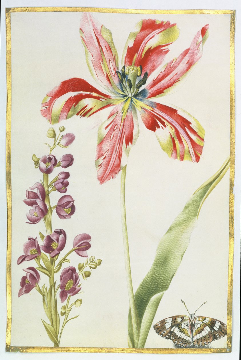 Tulpan, stockar och fjäril, ca 1675 (gouache på veläng) av Nicolas Robert