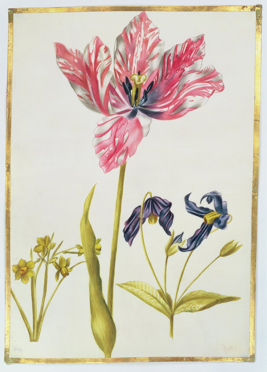 Tulpan och påsklilja, ca 1675 (gouache på veläng) av Nicolas Robert