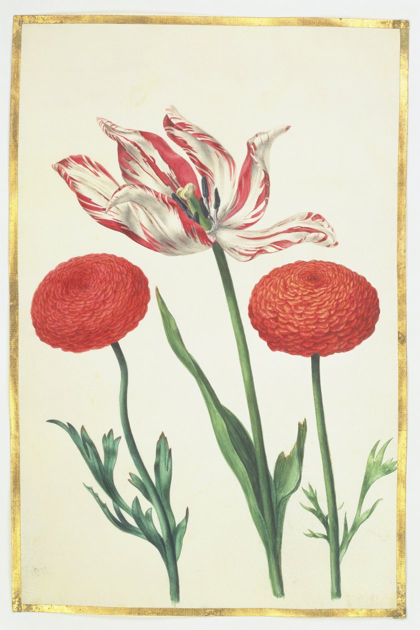 Tulpan och dahlior, ca 1675 (gouache på veläng) av Nicolas Robert