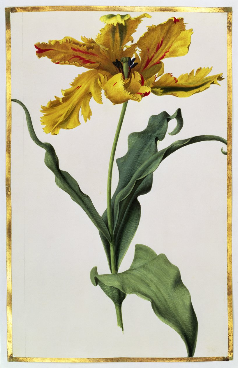 Tulpan, ca 1675 (gouache på veläng) av Nicolas Robert
