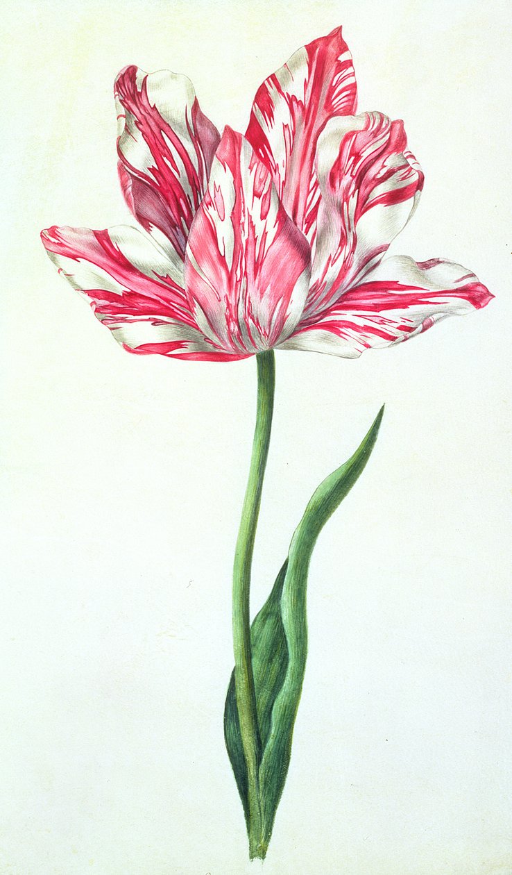 Tulpan, ca 1675 (gouache på veläng) av Nicolas Robert