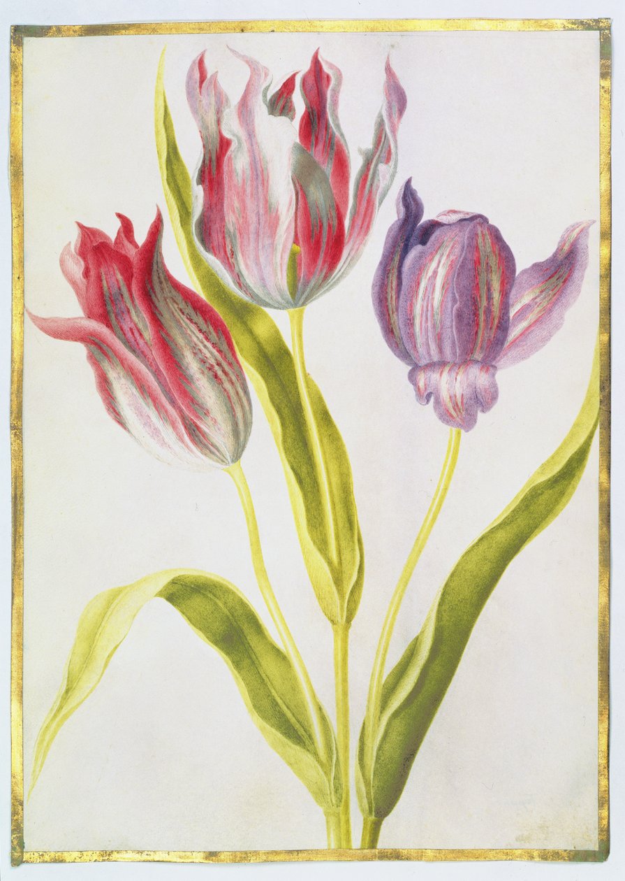 Tulpaner, ca 1675 (gouache på veläng) av Nicolas Robert