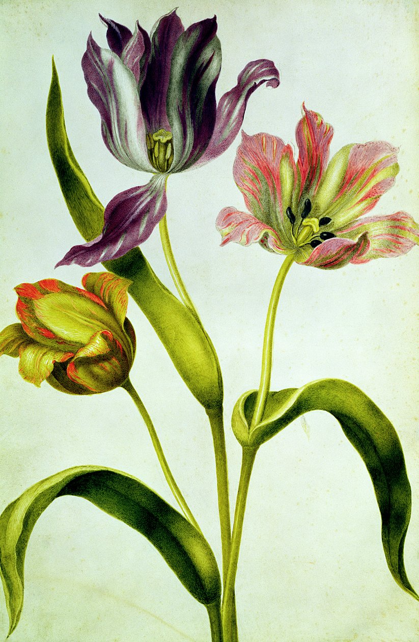 Tulpaner, ca 1675 (gouache på veläng) av Nicolas Robert