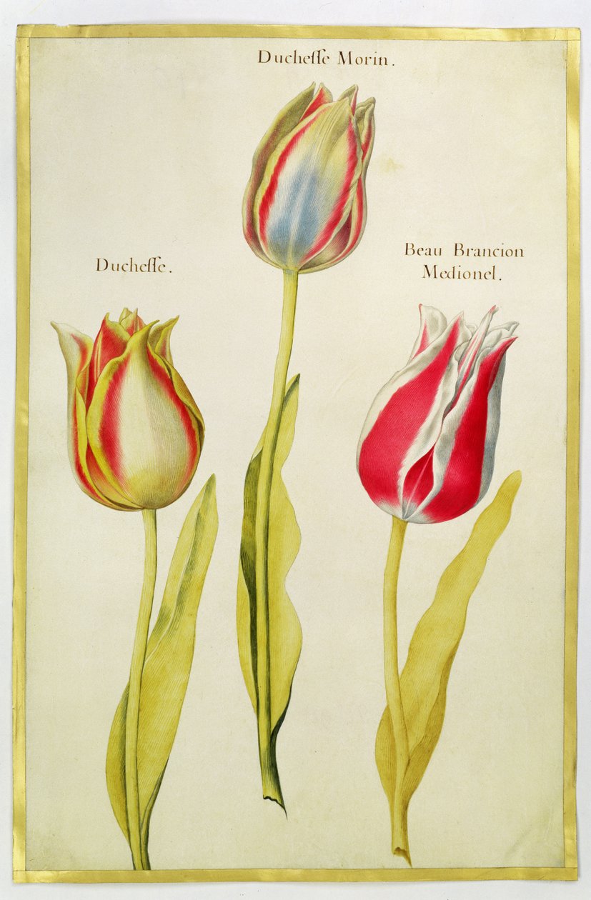 Tulpaner, ca 1675 (gouache på veläng) av Nicolas Robert