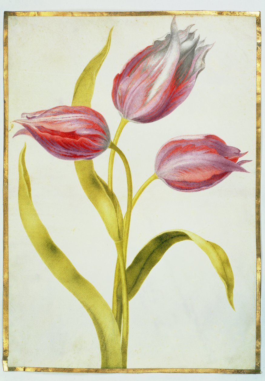 Tulpaner, ca 1675 (gouache på veläng) av Nicolas Robert