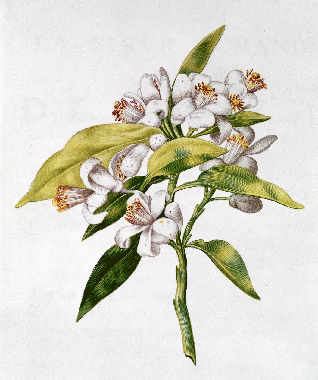 fol.71 Apelsinträdblomma, från 