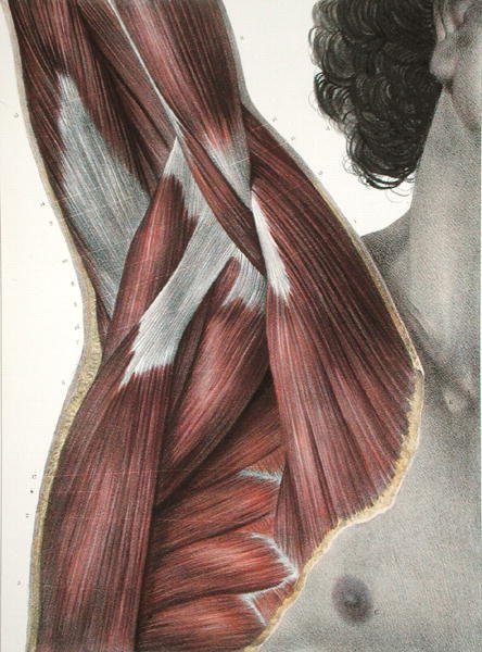The Shoulder and Axilla, från 