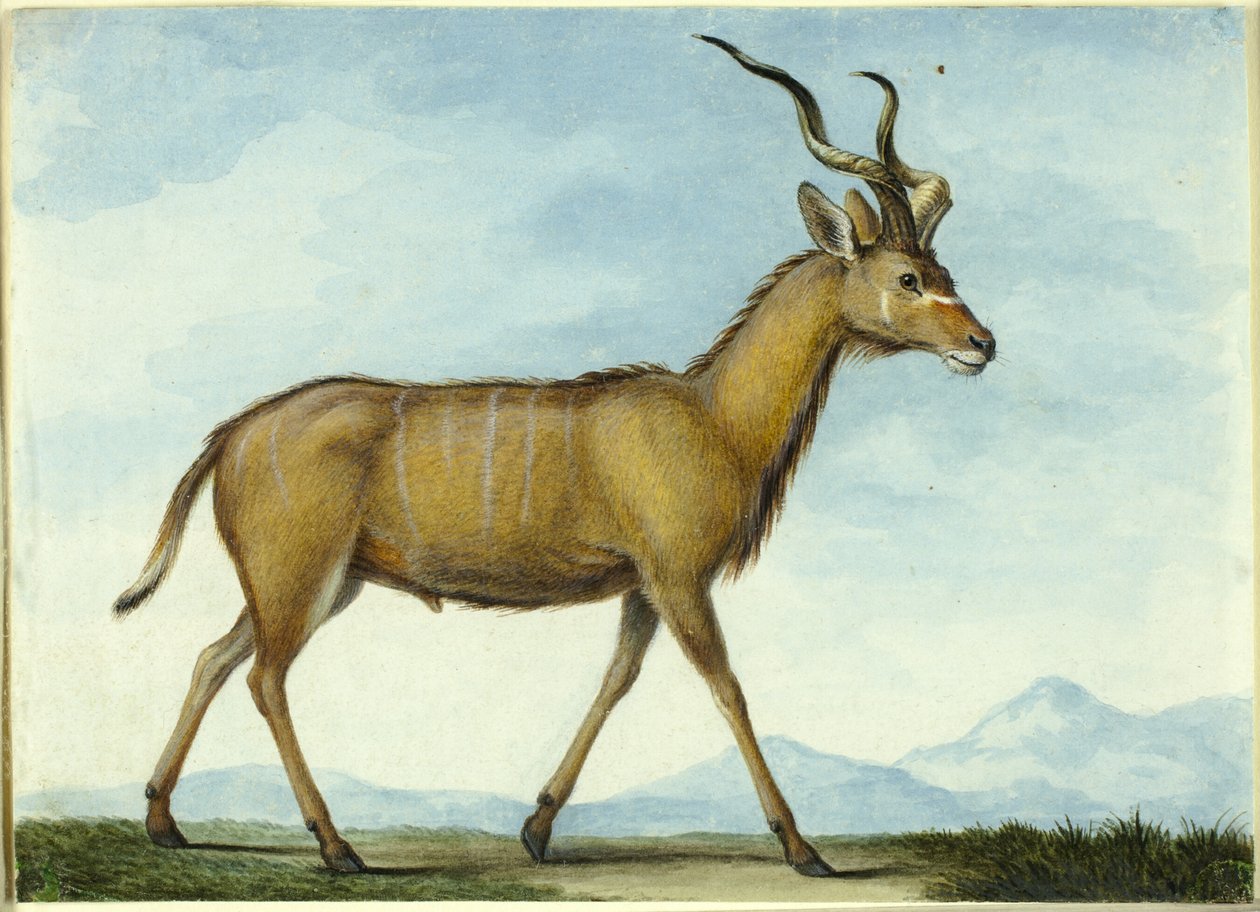 En Kudu av Nicolas Hüet the Younger
