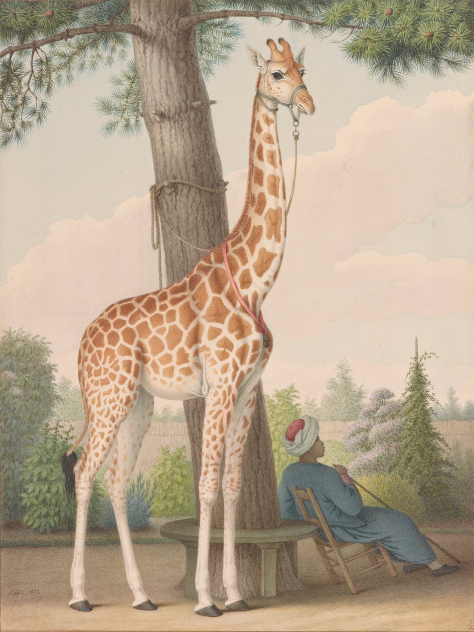 Studie av giraffen som gavs till Karl X av vicekungen i Egypten av Nicolas Hüet the Younger