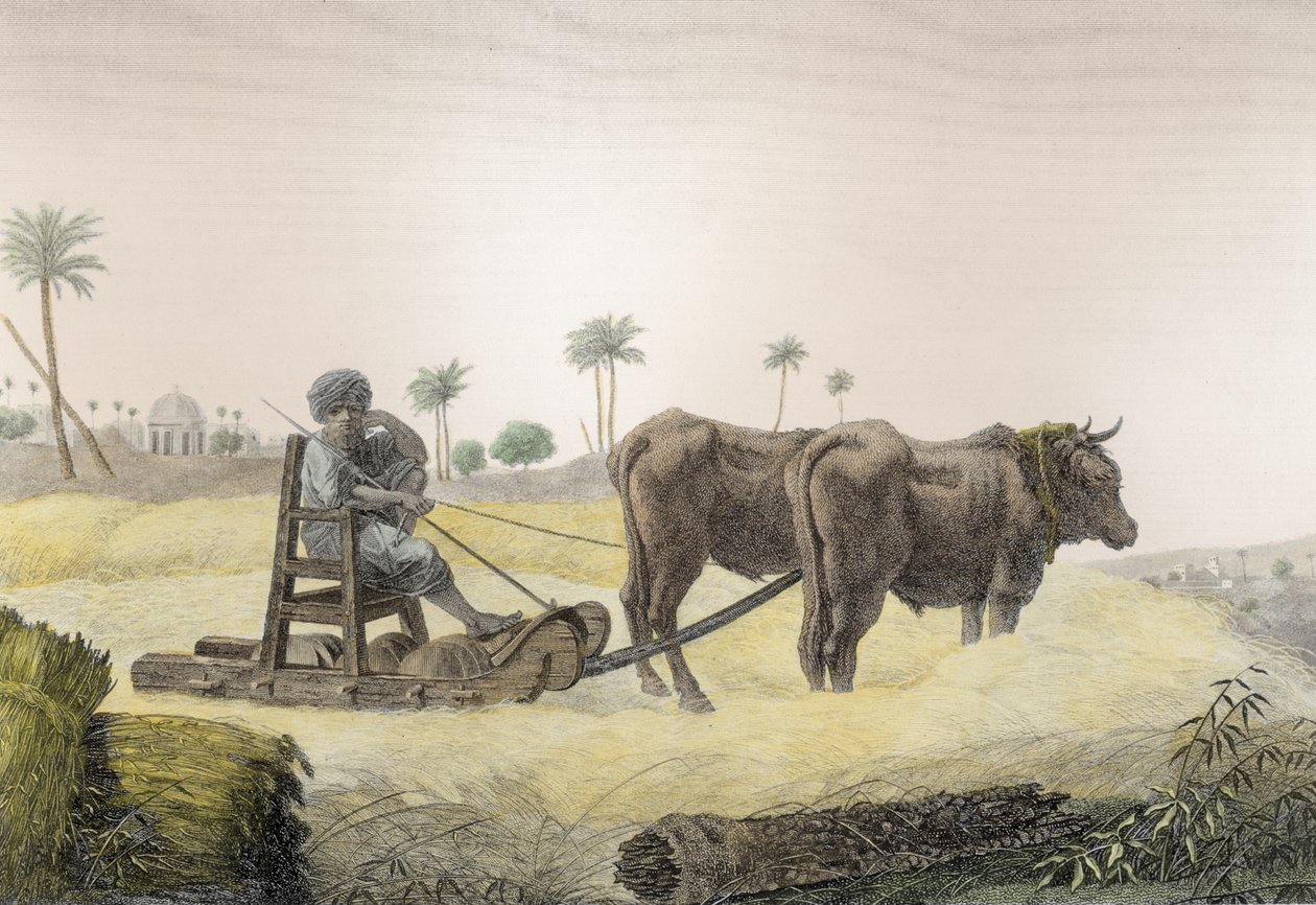 Skörda majs, från Volym II Arts and Trades av "beskrivning av Egypten", pub. under order av Napoleon, 1822 (senare färgläggning) av Nicolas Jacques Conte