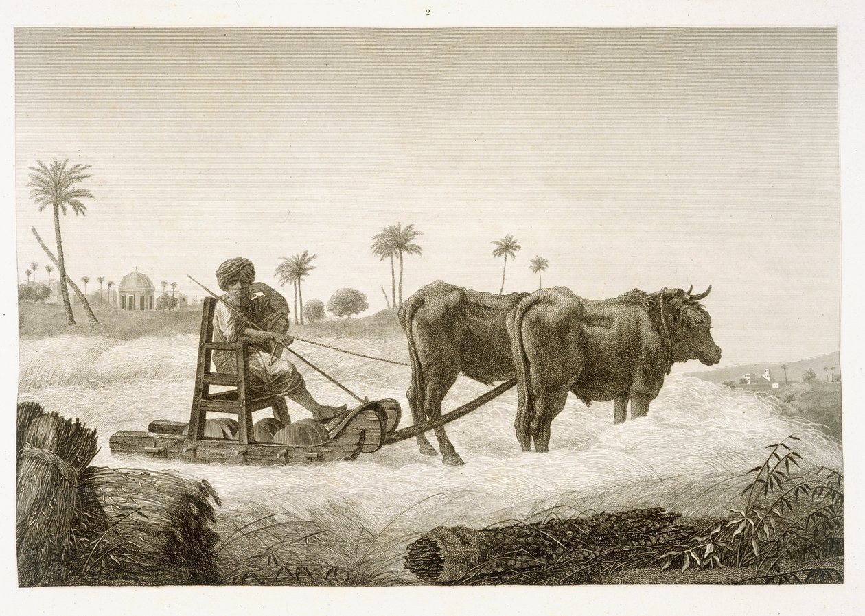 Skörd av majs, från volym II Arts and Trades i "Description of Egypt", publicerad på order av Napoleon, 1822. av Nicolas Jacques Conte