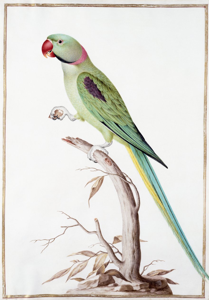 Alexandrine Parakit av Nicolas Robert