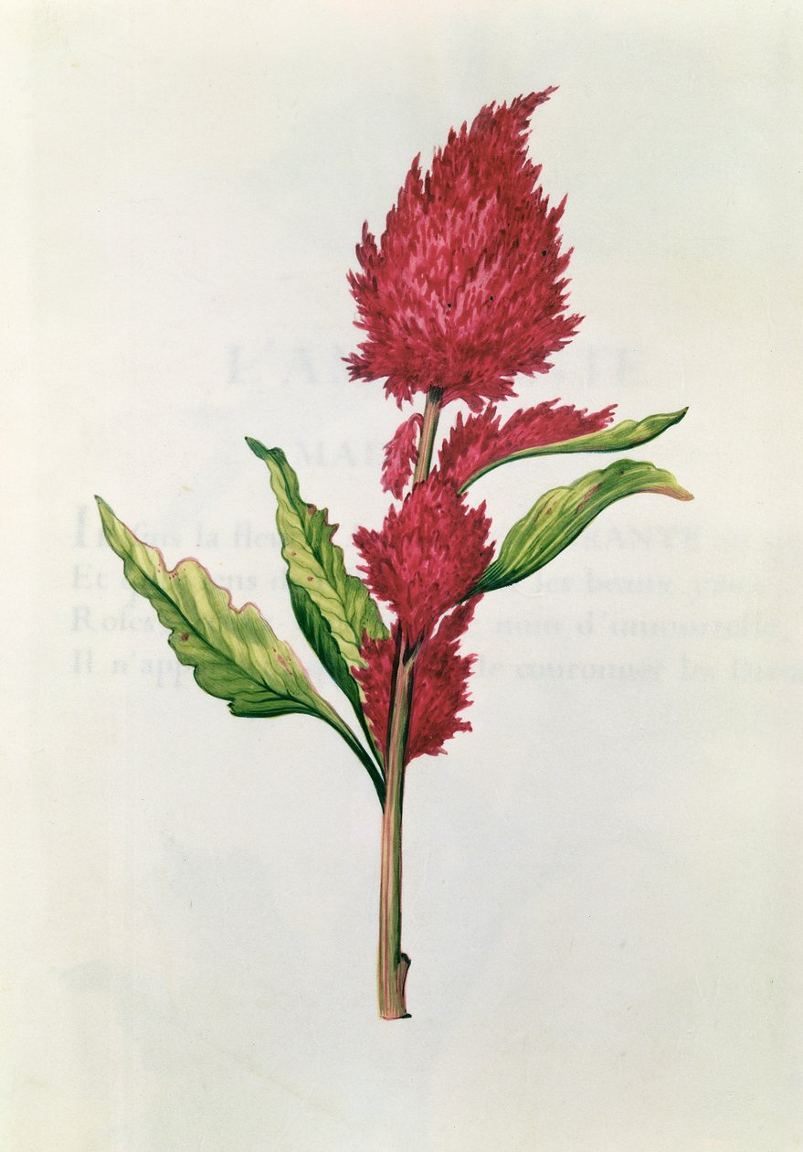 Amaranthus, från 