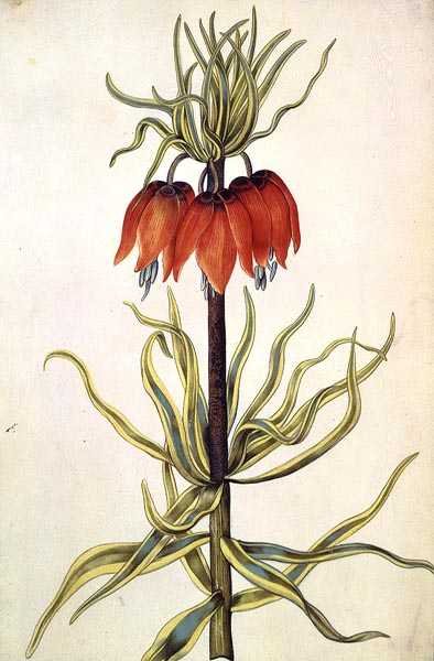 Fritilleria, ca 1675 (gouache på veläng) av Nicolas Robert