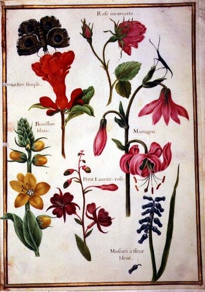 PD.109-1973.f43 Blomsterstudier (akvarell på veläng) av Nicolas Robert