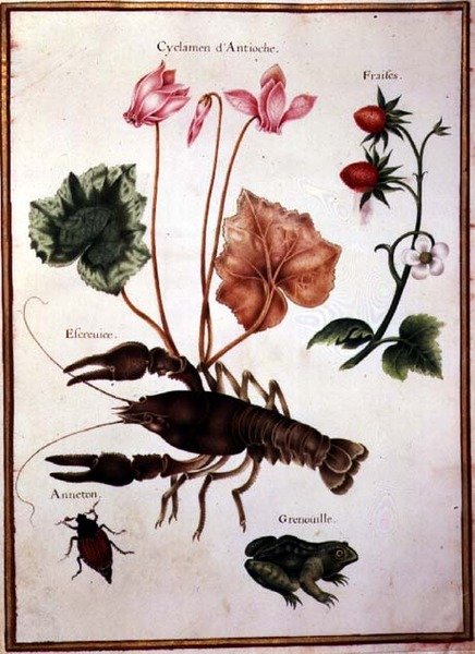 PD.109-1973.f57 Cyclamen, alpin jordgubbe, en hummer och en groda (akvarell på veläng) av Nicolas Robert