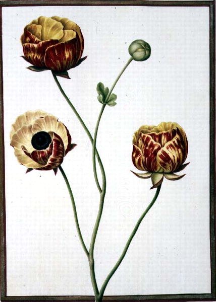 PD.109-1973.f6 Ranunculus Asiaticus (akvarell på veläng) av Nicolas Robert