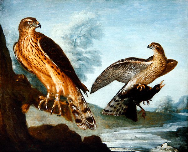 Två dunhökar, en håller i en koltrast (olja på duk) av Nicolas Spheyman