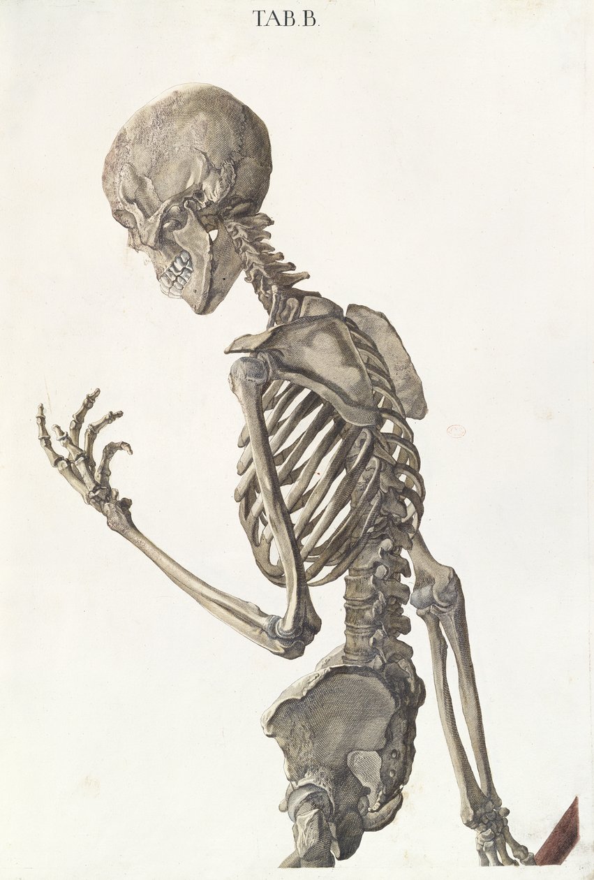 Skelettets ben, från Tabulae Osteologicae av Christoph Jacob Trew (1695-1769), graverad av G. Lichtensteger, 1740. av Nikolaus Friedrich Eisenberger