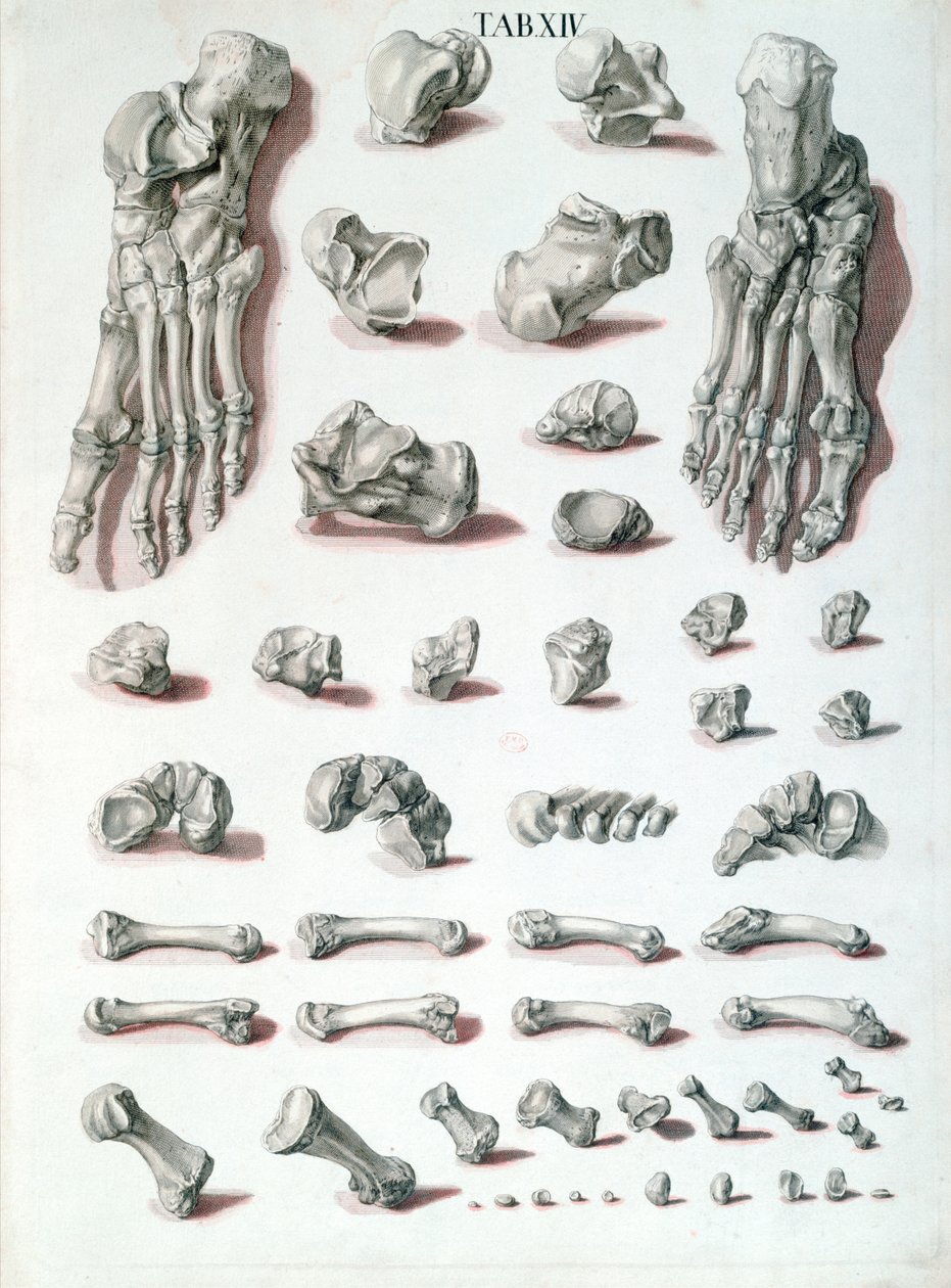 Fotben, från Tabulae Osteologicae av Christoph Jacob Trew (1695-1769) graverade av G. Lichtensteger, 1767 av Nikolaus Friedrich after Eisenberger