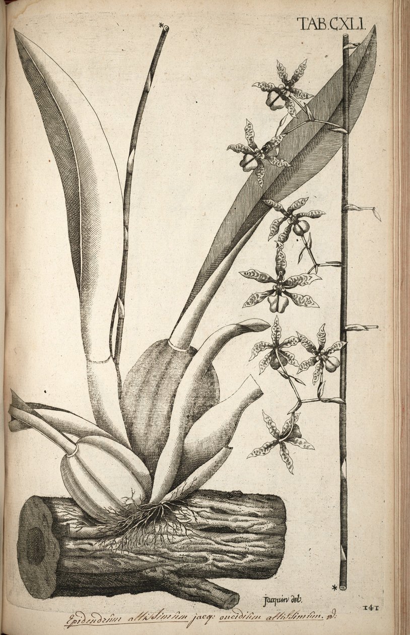 Illustration av Oncidium abruptum (som syn. av Nikolaus Joseph von Jacquin