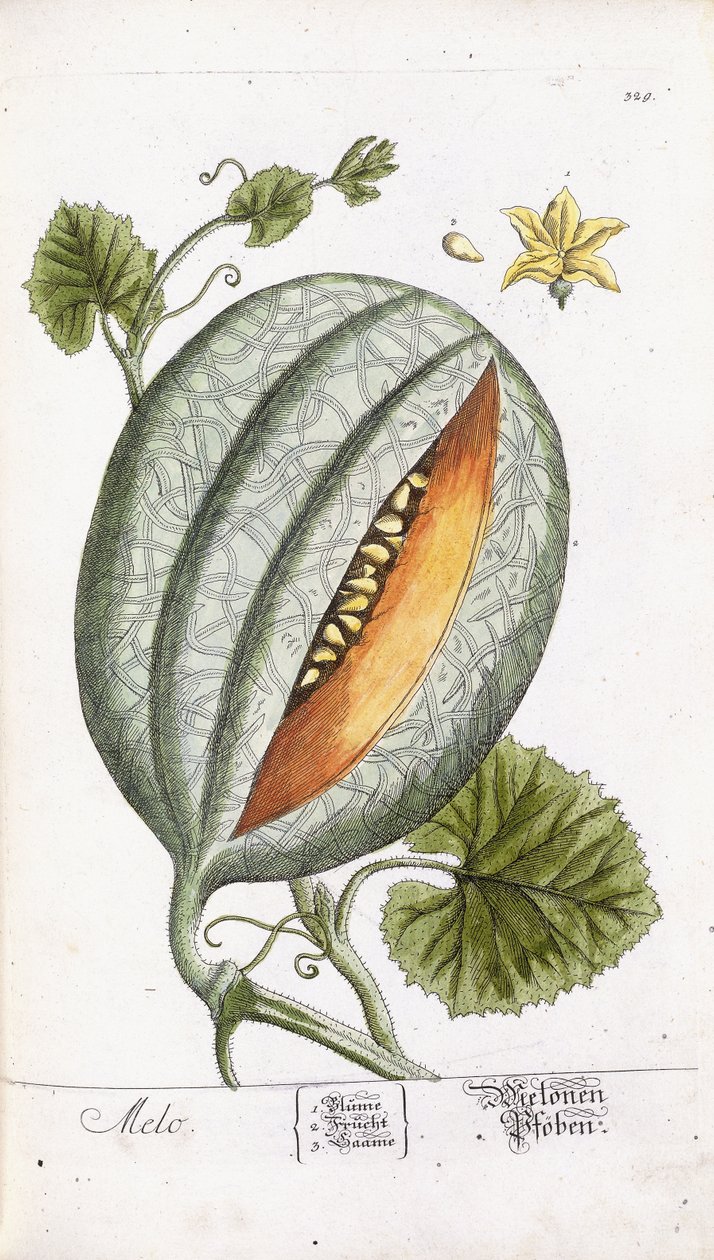 En melon, ca 1750-1765 av Nikolaus Friedrich Eisenberger