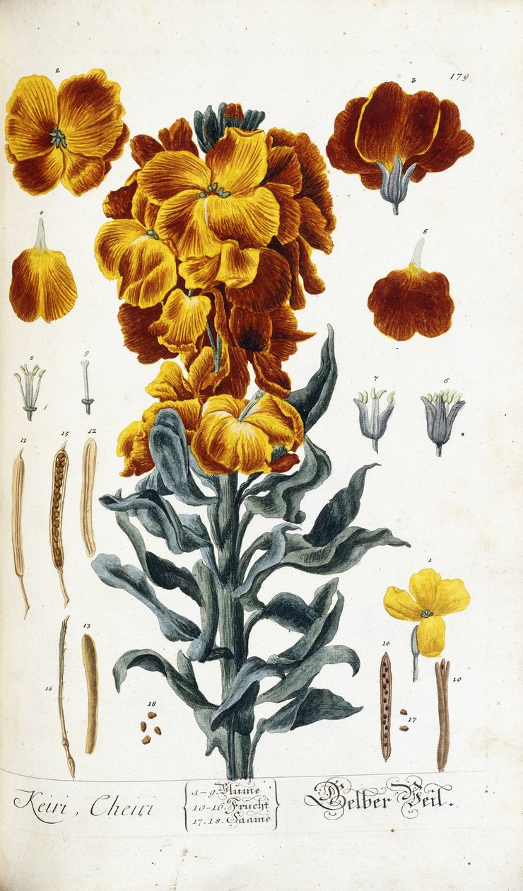 Väggblomma av Nikolaus Friedrich Eisenberger