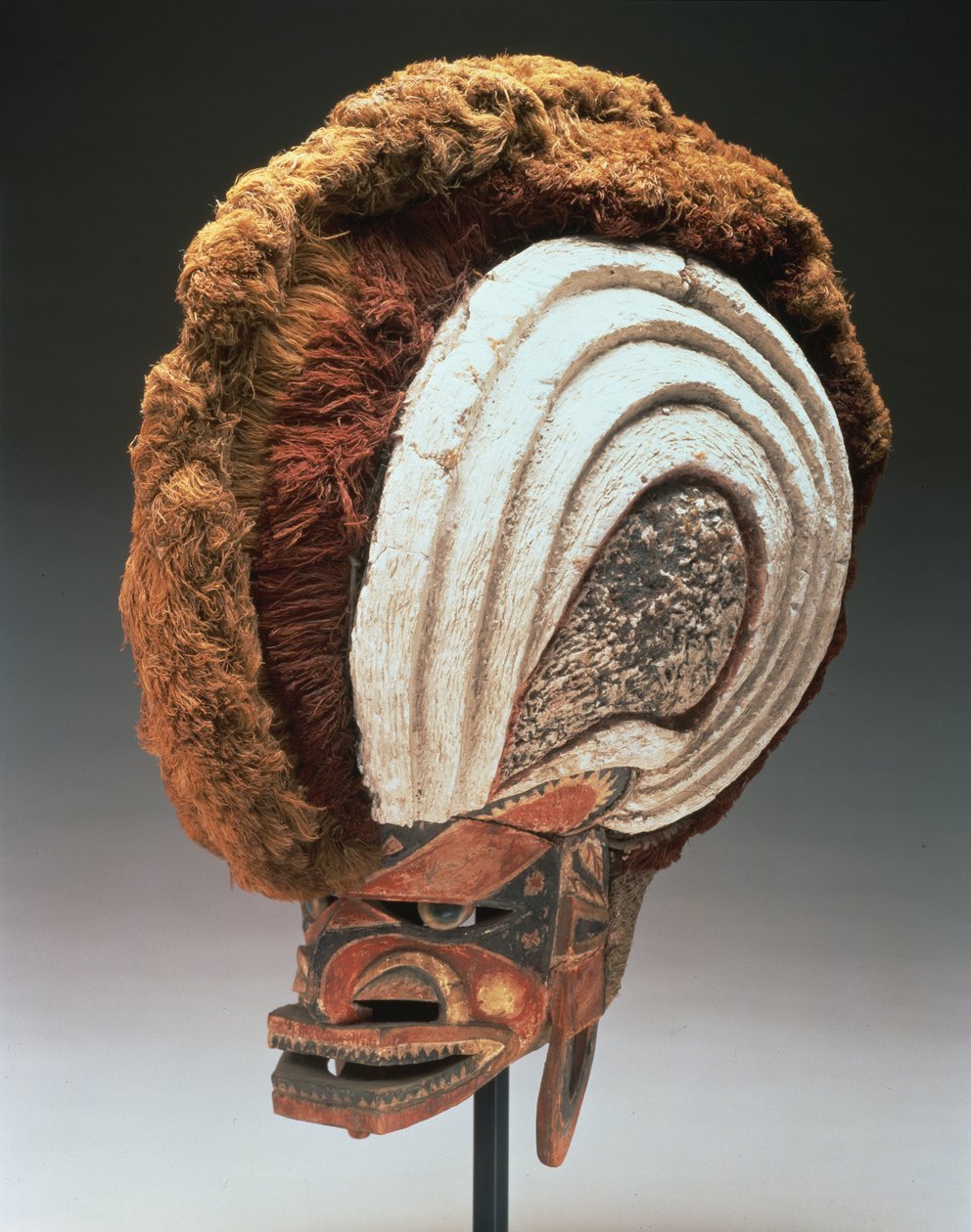 Hjälmmask (tatanua), Northern New Ireland, Papua New Guinea, 1884-95 (trä, färg, opercula-skal, kalkgips, växtfiber, bark, barktyg, rotting och snöre) (se även 169883) av Oceanic
