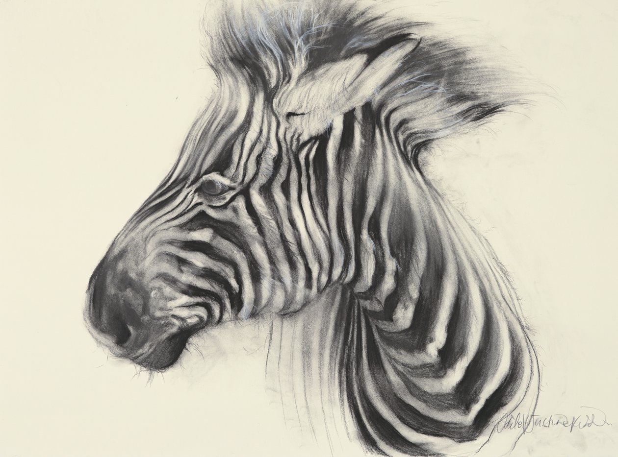 Baby Zebra, 2000 (kol på papper) av Odile Kidd