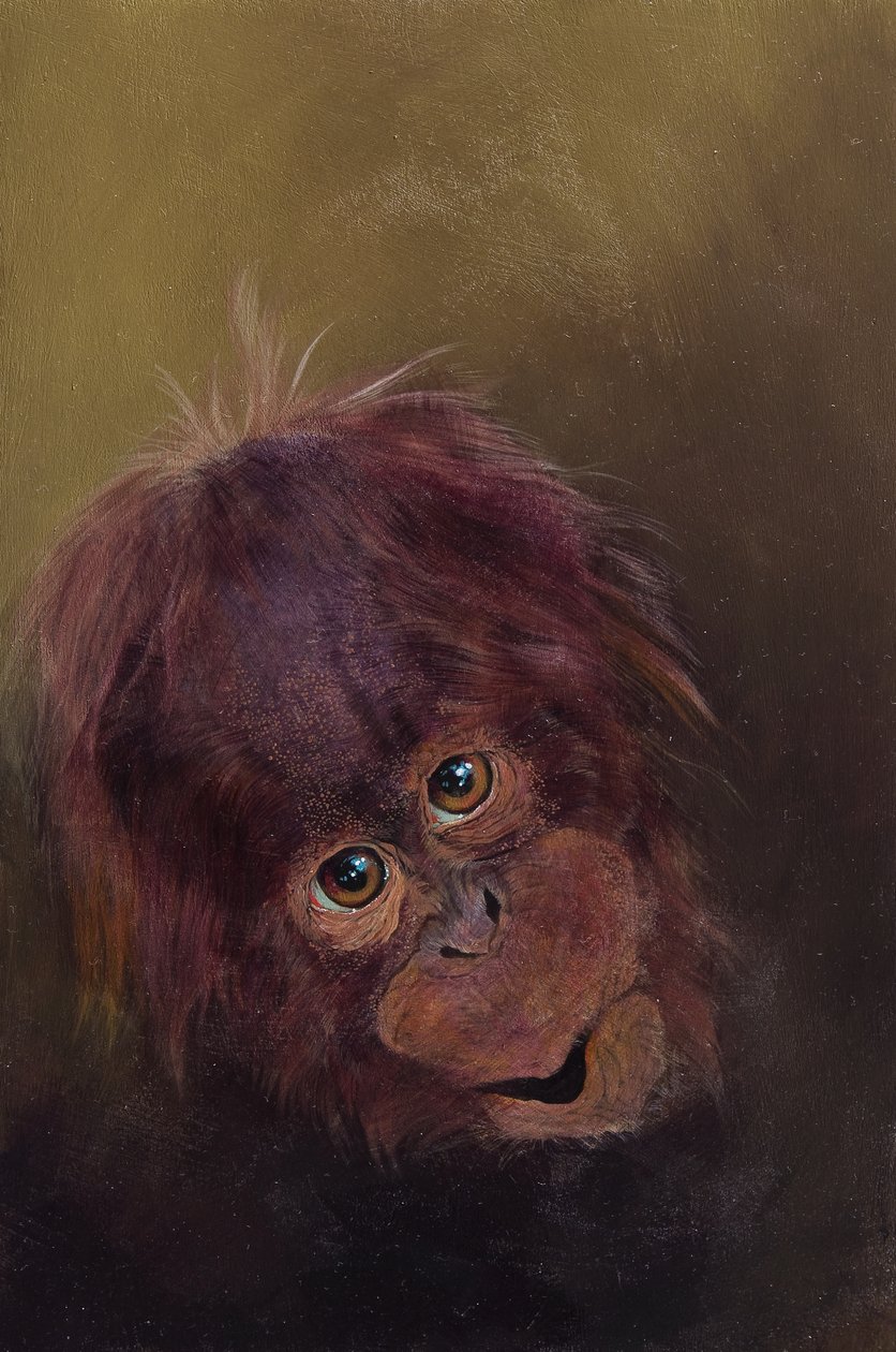 Baby orangutang 2, 2010 (akryl på trä) av Odile Kidd