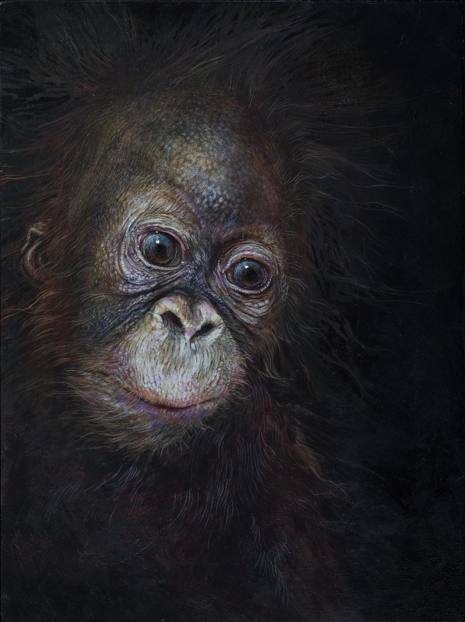Baby orangutang 3, 2015 (akryl på trä) av Odile Kidd
