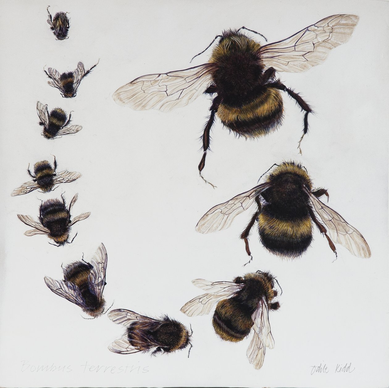 Bombus, 2015 (akryl på gessoat trä) av Odile Kidd