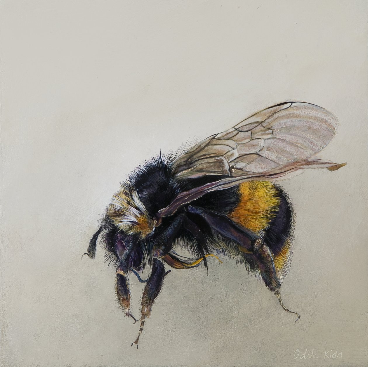 Bombus terrestris 1 (a), 2008 (akryl på trä) av Odile Kidd