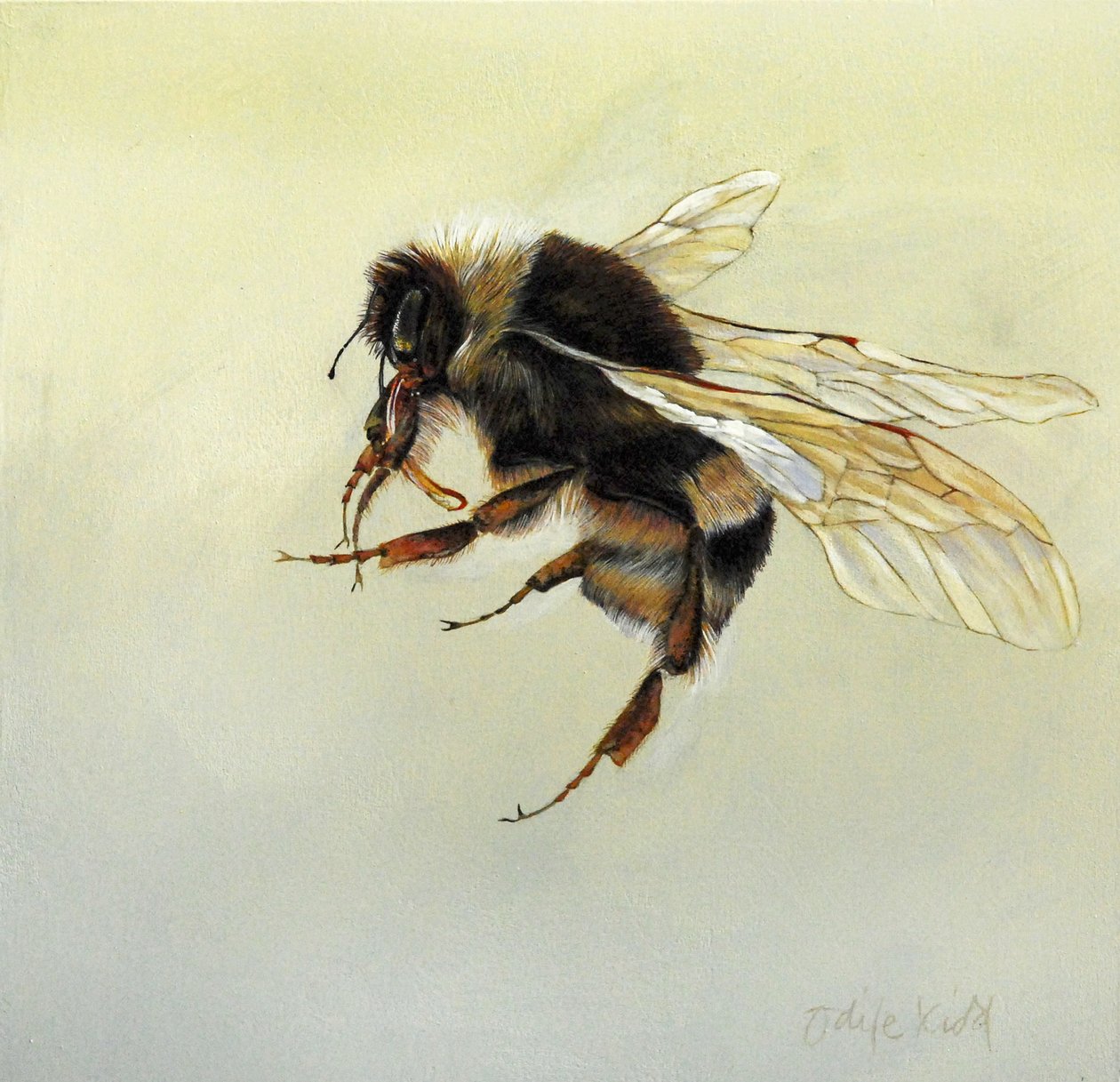Bombus terrestris 4, 2011 (akryl på trä) av Odile Kidd