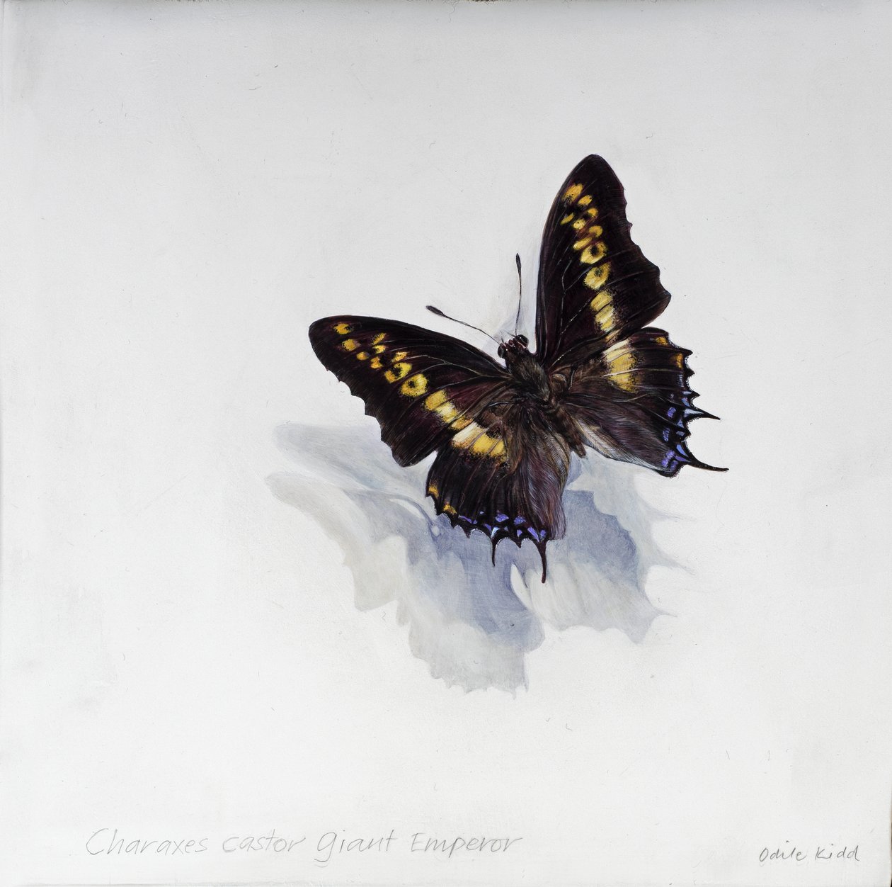 Charaxes castor, jättekejsare, 2014 (akryl på gessoat trä) av Odile Kidd