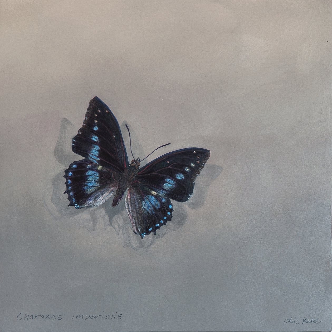 Charaxes imperialis 1 (a), 2014 (akryl på trä) av Odile Kidd