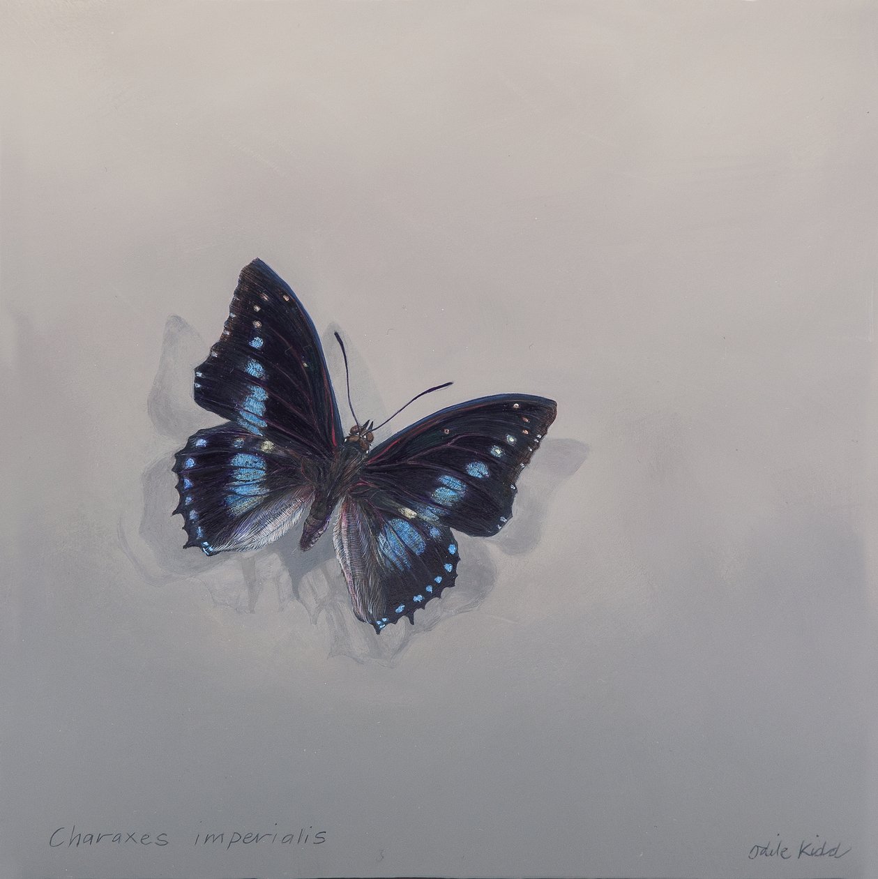 Charaxes imperialis 1 (b), 2014 (akryl på trä) av Odile Kidd
