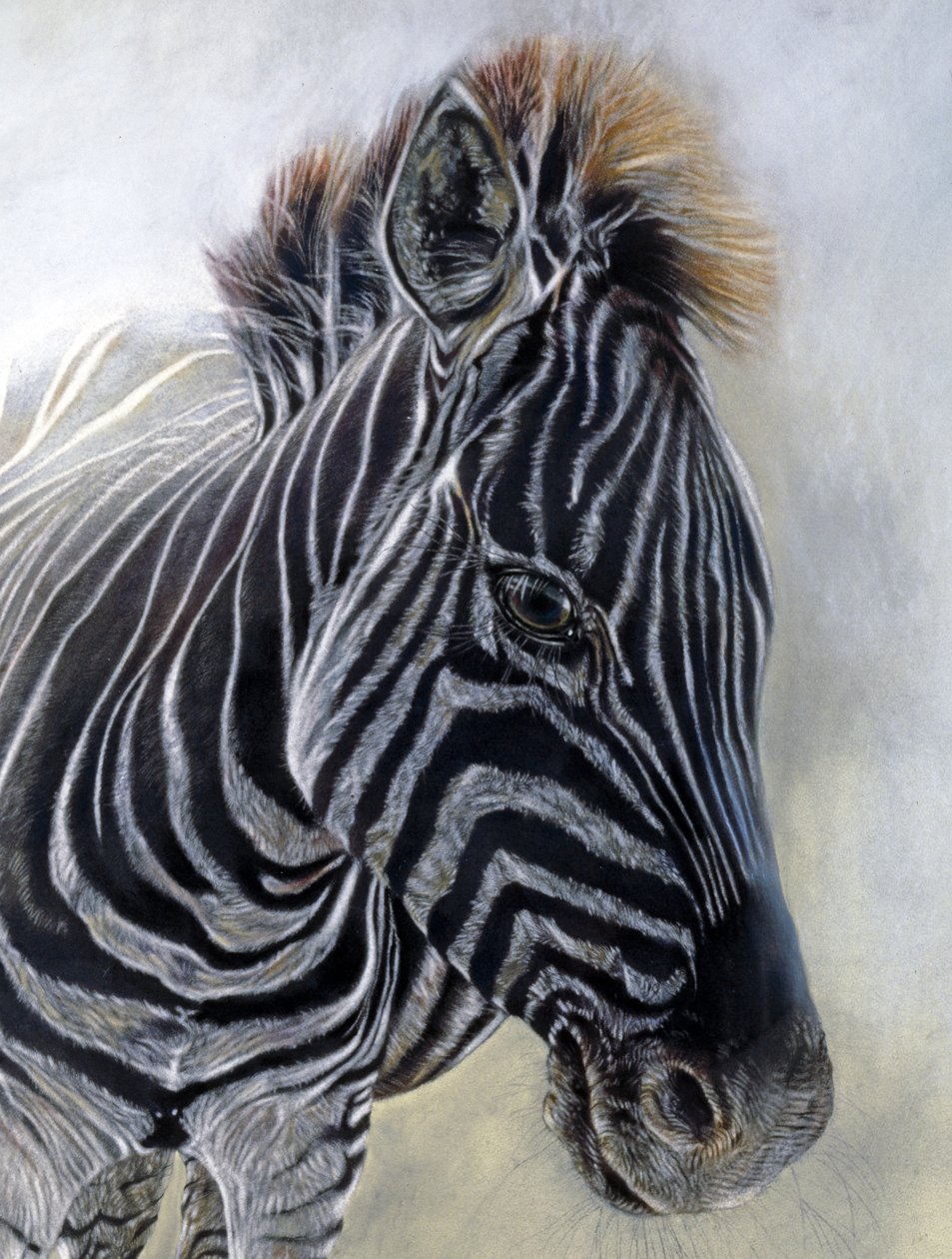 Equus burchelli 1 (detalj), 2009 (kol, conte  kritpastell på Bockingford-papper) av Odile Kidd