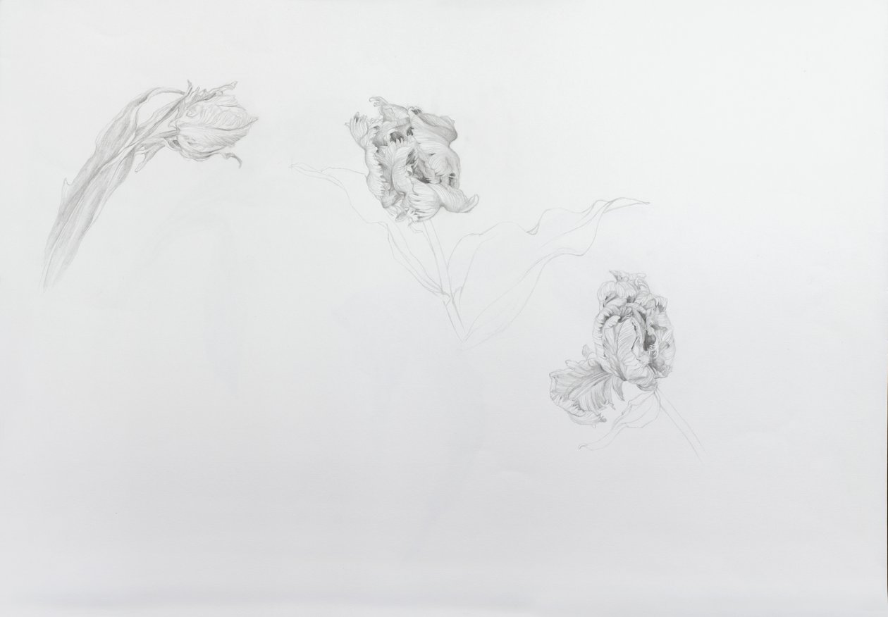 Estella rijnveld 1, 2013 (blyerts på kassettpapper) av Odile Kidd