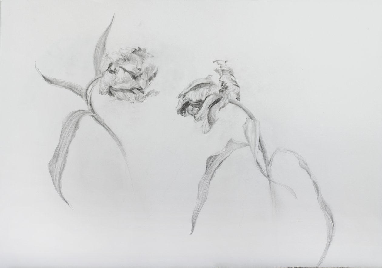 Estella rijnveld 3, 2017 (blyerts på kassettpapper) av Odile Kidd