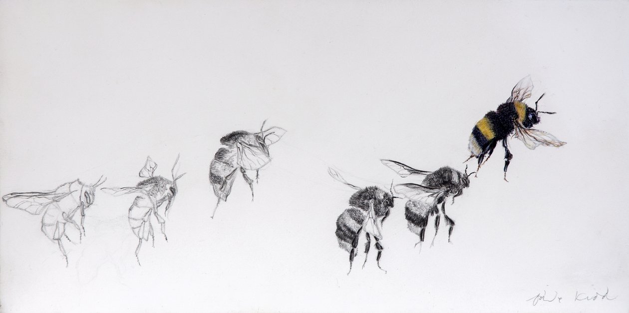 Flygmönster, 2014 (blyerts, akryl på gessoat trä) av Odile Kidd