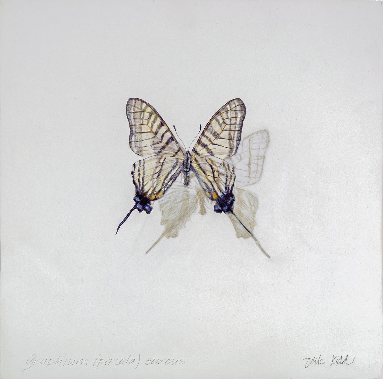 Graphium (Pazala) eurosus, 2014 (akryl på gessoat trä) av Odile Kidd