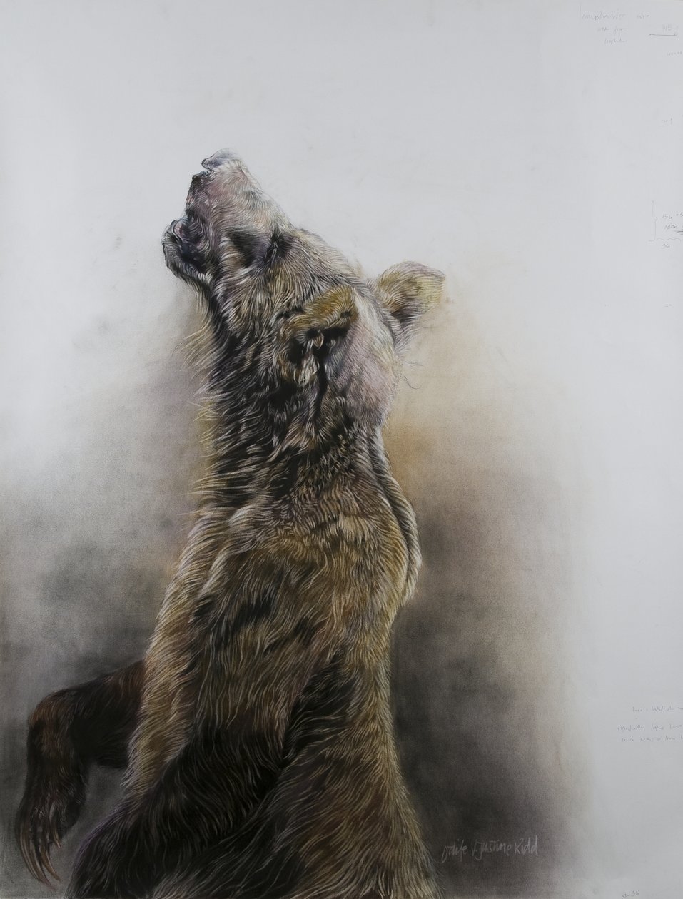 Grizzlybjörn 3, 2009 (kol, conte  kritpastell på Fabriano-papper) av Odile Kidd