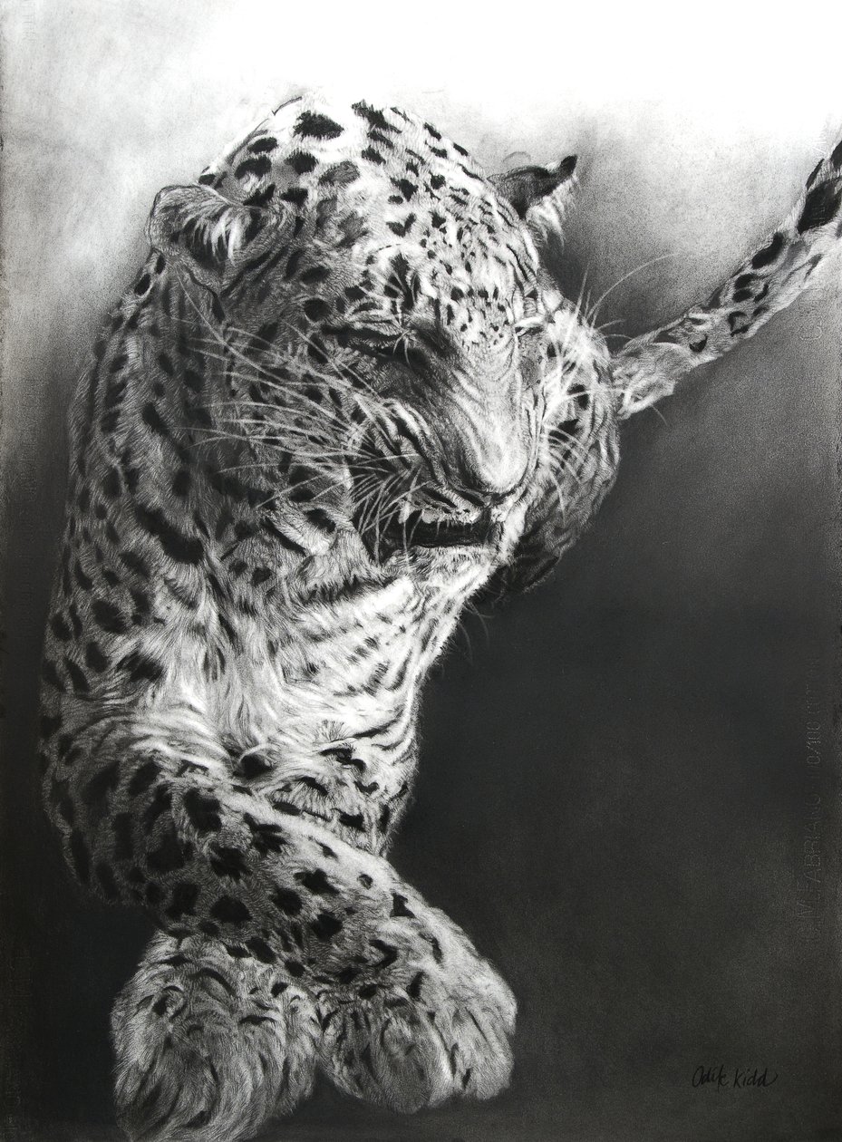 Panthera pardus 1, 2009 (kol  conte på Fabriano-papper) av Odile Kidd