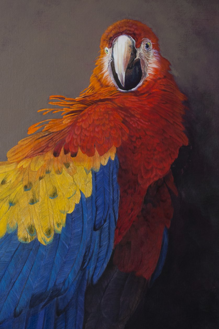 Scarlet macaw 3 (detalj), 2014 (akryl på linne) av Odile Kidd