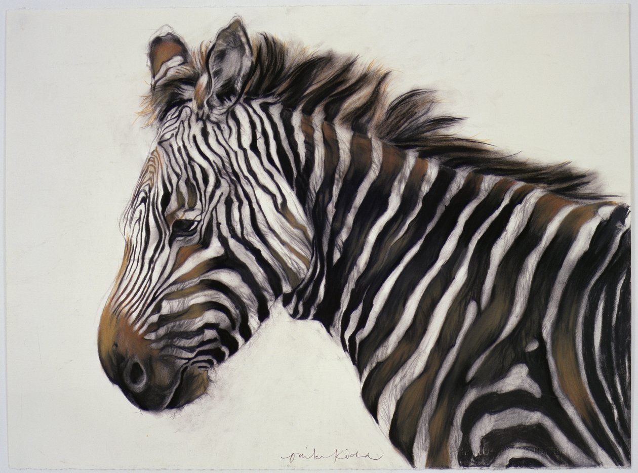 Zebra, 2002 (kol  krita) av Odile Kidd