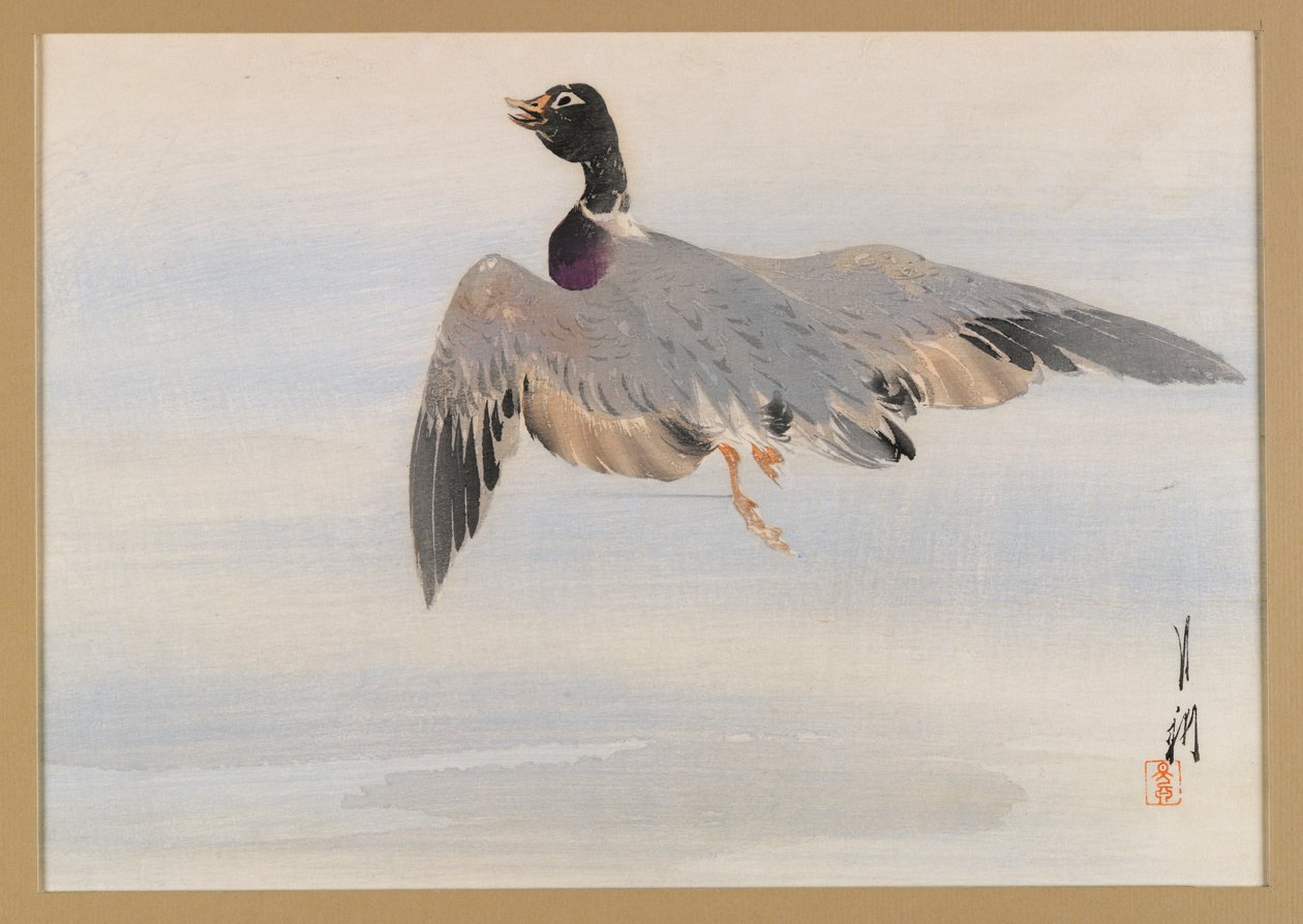 Duck Rising from the Water, albumsida från en fågel- och blommabok (Kacho), ca 1890-1900 (träblocksfärgtryck med silverpigment) av Ogata Gekko